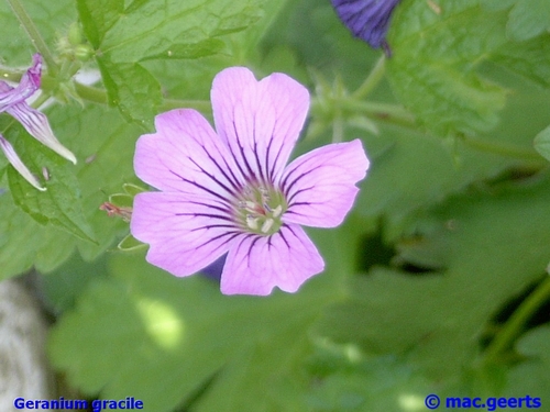 Geranium gracile